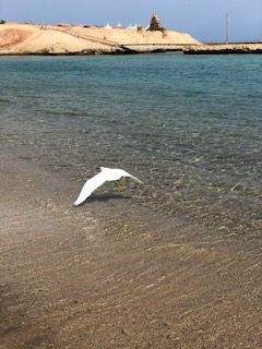 Weißer Vogel über Wasser